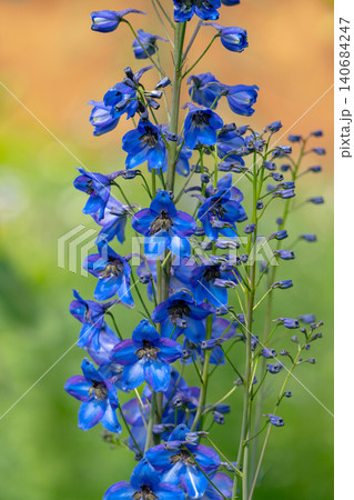 Delphinium and other flowers in a flower bed Delphinium and other flowers in a flower bed 140684247