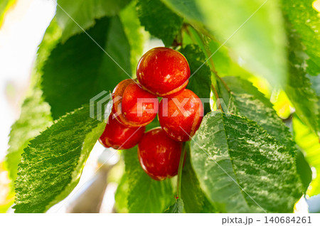 Red cherries growing on cherry tree Red cherries growing on cherry tree 140684261