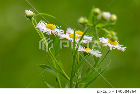 Chamomile flowers close up. Spring, summer flowers. Herb. Chamomile flowers close up. Spring, summer flowers. Herb. 140684264
