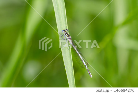 Beautiful demoiselle (Calopteryx virgo) Beautiful demoiselle (Calopteryx virgo) 140684276