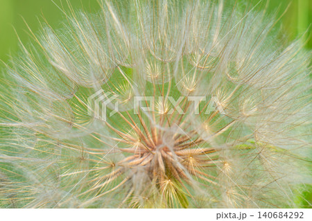 Closeup of dandelion flower. Closeup of dandelion flower. 140684292