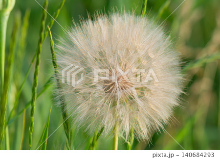Closeup of dandelion flower. Closeup of dandelion flower. 140684293