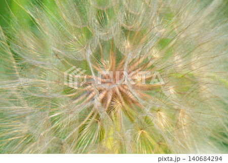Closeup of dandelion flower. Closeup of dandelion flower. 140684294