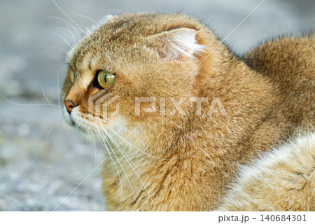 A purebred cat in the background of a window at sunset. 140684301