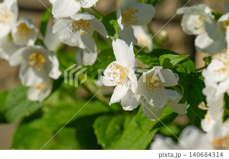 Jasmine blooming white flowers 140684314