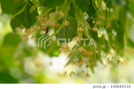 Small pale yellow flowers of linden tree 140684318