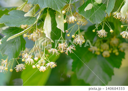 Small pale yellow flowers of linden tree Small pale yellow flowers of linden tree 140684333