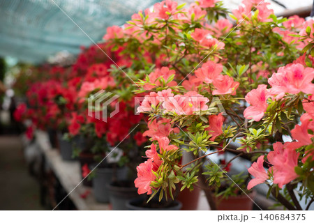 Blooming bright pink azaleas in a greenhouse. Blooming bright pink azaleas in a greenhouse. 140684375