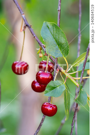 Fresh cherries hanging on a tree Fresh cherries hanging on a tree 140684519