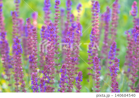 Salvia nemorosa. Salvias in different colors Salvia nemorosa. Salvias in different colors 140684540