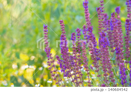 Salvia nemorosa. Salvias in different colors 140684542
