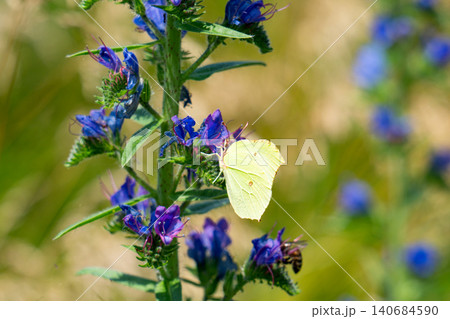 Common brimstone Common brimstone 140684590