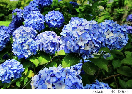 お濠端に咲き誇る…満開の『紫陽花』 お濠端に咲き誇る…満開の『紫陽花』 140684689
