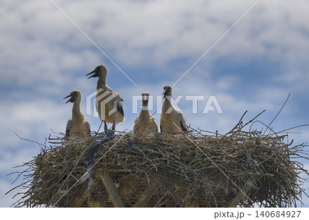 Storks in the nest Storks in the nest 140684927