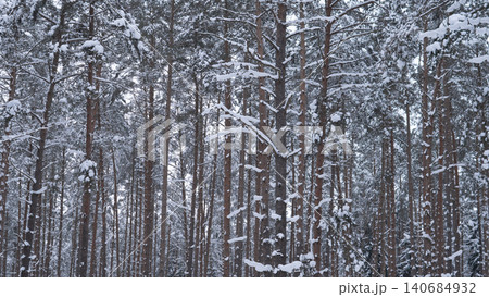 Dense pine forest with tall straight trunks densely packed across frame, branches and needles layered with fresh snow, muted overcast sky visible through Dense pine forest with tall straight trunks densely packed across frame, branches and needles layered with fresh snow, muted overcast sky visible through 140684932
