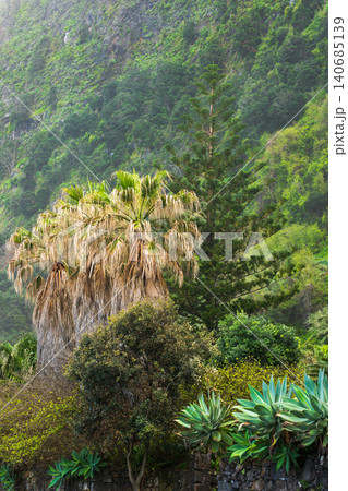 Terraced hillside with fan palm, agaves, and volcanic stone wall Terraced hillside with fan palm, agaves, and volcanic stone wall 140685139