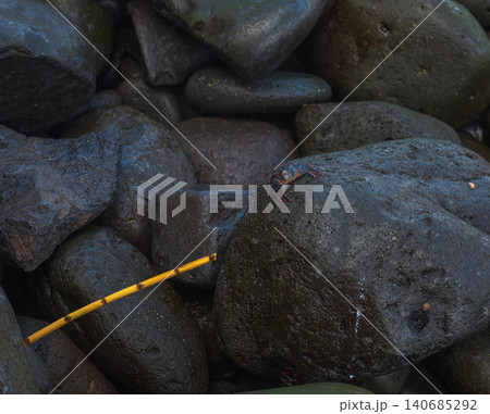 Shore crab on wet volcanic boulders with yellow reed, Madeira coast Shore crab on wet volcanic boulders with yellow reed, Madeira coast 140685292