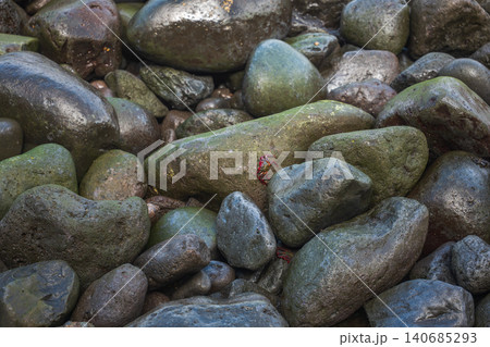 Wet shoreline boulders with rock crabs on Madeira volcanic coast Wet shoreline boulders with rock crabs on Madeira volcanic coast 140685293