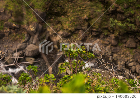 Hardy succulents on rocky cliffside in Madeira under warm daylight Hardy succulents on rocky cliffside in Madeira under warm daylight 140685320