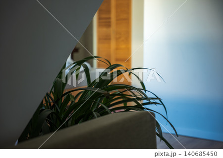 Potted plant arches over beige sofa in modern minimalist interior Potted plant arches over beige sofa in modern minimalist interior 140685450