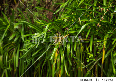 Madeira Agapanthus leaves with a single dried seed head at center Madeira Agapanthus leaves with a single dried seed head at center 140685468