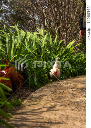 Chickens on a garden path in Madeira with agapanthus leaves Chickens on a garden path in Madeira with agapanthus leaves 140685494
