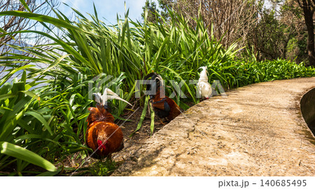 Three chickens forage on a sunlit path in Madeira park setting Three chickens forage on a sunlit path in Madeira park setting 140685495
