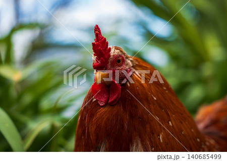 Rooster portrait with red comb and wattles in Madeira garden Rooster portrait with red comb and wattles in Madeira garden 140685499