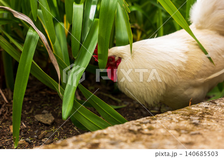 White chicken foraging among glossy leaves in a garden bed, Madeira White chicken foraging among glossy leaves in a garden bed, Madeira 140685503