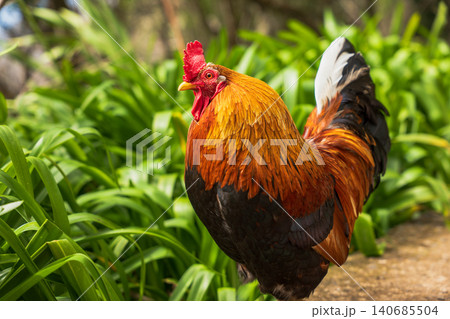Rooster with orange gold hackles on garden path in Madeira Rooster with orange gold hackles on garden path in Madeira 140685504