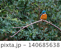枝にとまるカワセミ 140685638