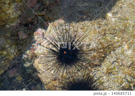 ガンガゼ 危険な生物 潮溜まり 干潮時 ガンガゼ 危険な生物 潮溜まり 干潮時 140685711