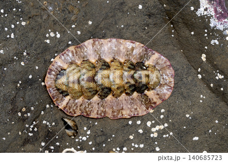 ニシキヒザラガイ 海辺の生物 ニシキヒザラガイ 海辺の生物 140685723