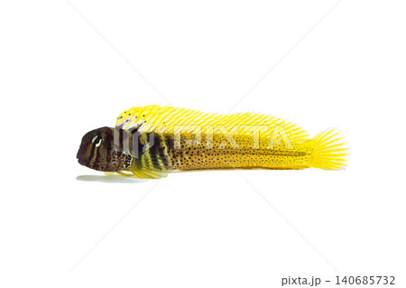 ナベカ　磯の魚　白バック 140685732