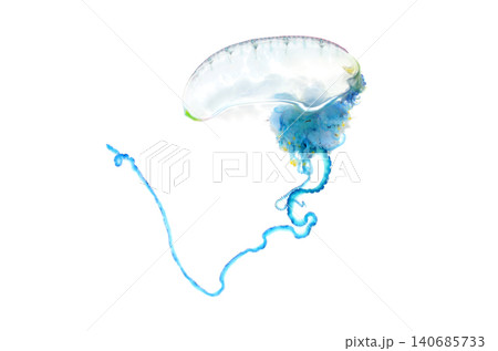 カツオノエボシ 危険な生物　白バック 140685733