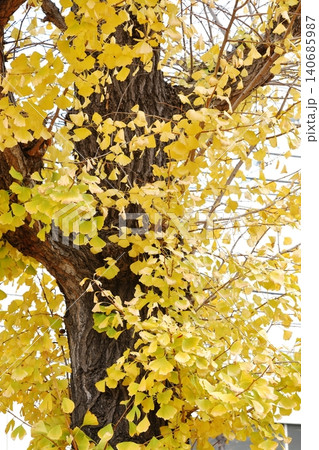 イチョウの紅葉 タテ位置 イチョウの紅葉 タテ位置 140685987