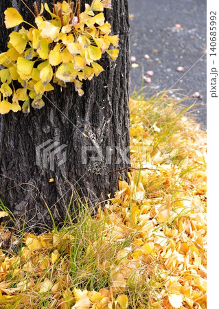 イチョウの紅葉 落ち葉 イチョウの紅葉 落ち葉 140685992