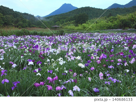 菖蒲咲く神楽女湖と由布岳(別府市) 菖蒲咲く神楽女湖と由布岳(別府市) 140686133