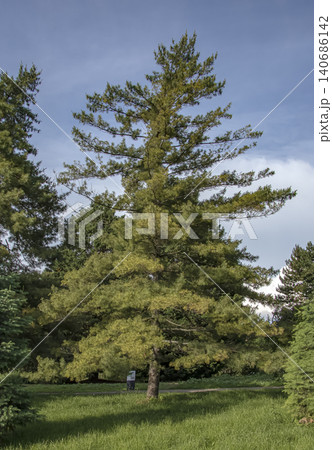 Mature Pinus strobus tree growing in botanical garden 140686142
