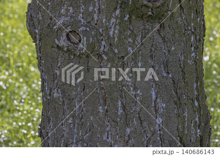 Eastern white pine bark texture on mature Pinus strobus trunk Eastern white pine bark texture on mature Pinus strobus trunk 140686143