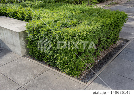 Dense foliage of Lonicera nitida hedge in Nitra, Slovakia 140686145