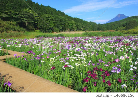 菖蒲咲く神楽女湖と由布岳(別府市) 菖蒲咲く神楽女湖と由布岳(別府市) 140686156