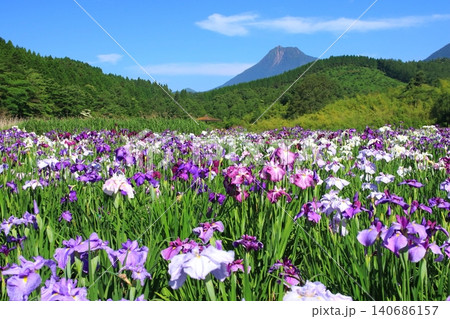 菖蒲咲く神楽女湖と由布岳(別府市) 菖蒲咲く神楽女湖と由布岳(別府市) 140686157