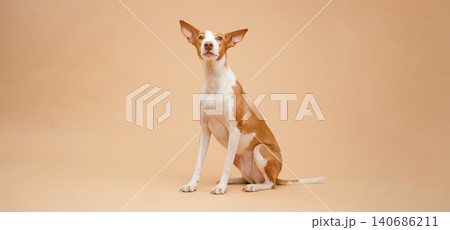 Podenco Canario hound dog sitting on beige background Podenco Canario hound dog sitting on beige background 140686211