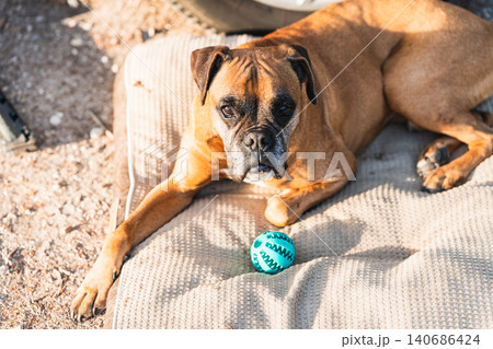 Boxer dog relaxing on a dog bed with toy ball 140686424