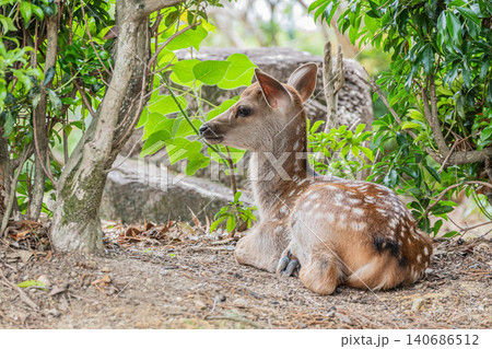 植え込みの下で寛ぐ子鹿 奈良公園 植え込みの下で寛ぐ子鹿 奈良公園 140686512