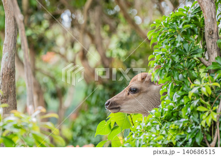 植え込みから顔を出す子鹿 奈良公園 植え込みから顔を出す子鹿 奈良公園 140686515