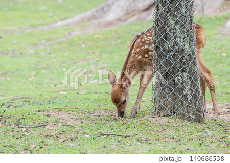 奈良公園の子鹿 奈良公園の子鹿 140686538