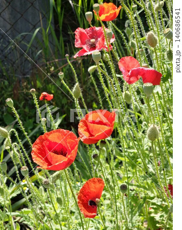 Papaver rhoeas wildflowers growing in Ukrainian meadow 140686541