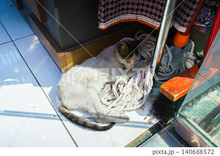 Jeddah, Saudi Arabia, a stray cat lying around and sleep at daytime 140686572